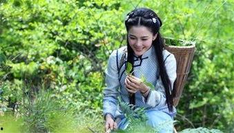 电视剧免费全集观看忍冬,免费全集观看，探寻复仇与爱情的交织传奇