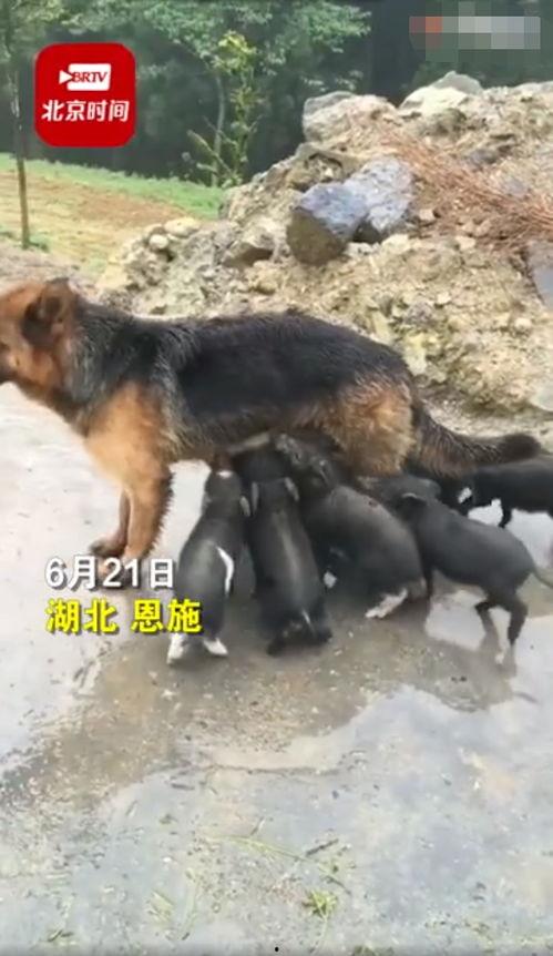 小猪爆料视频,娱乐圈幕后真相大曝光