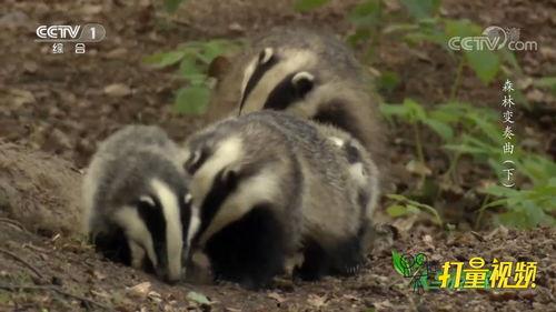 獾交配视频,自然界的亲密瞬间